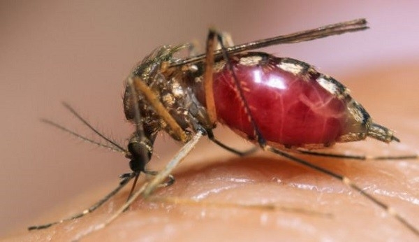 Sắp có vắc xin phòng dịch bệnh do virus Zika?